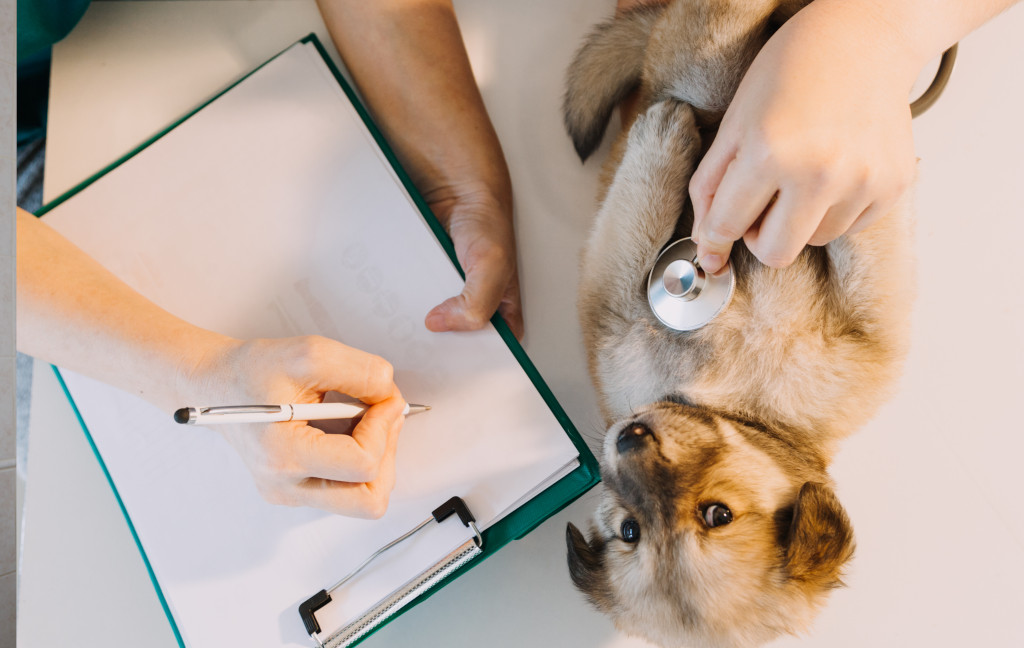 Consultas Veterinárias